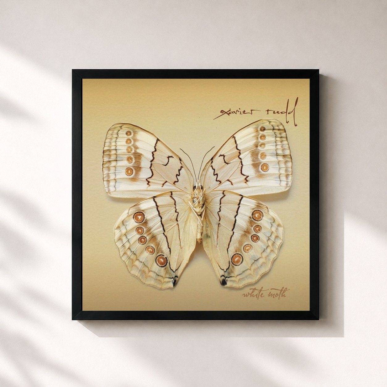 #noir Tableau carré de l'album White Moth de Xavier Rudd, cadre noir 32x32 cm