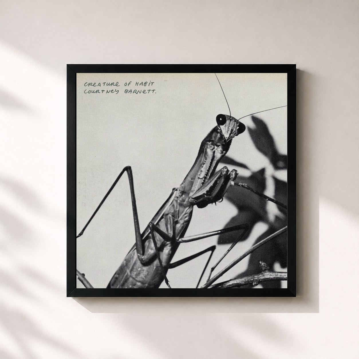 #noir Tableau carré de l'album Creature of Habit de Courtney Barnett, cadre noir 32x32 cm