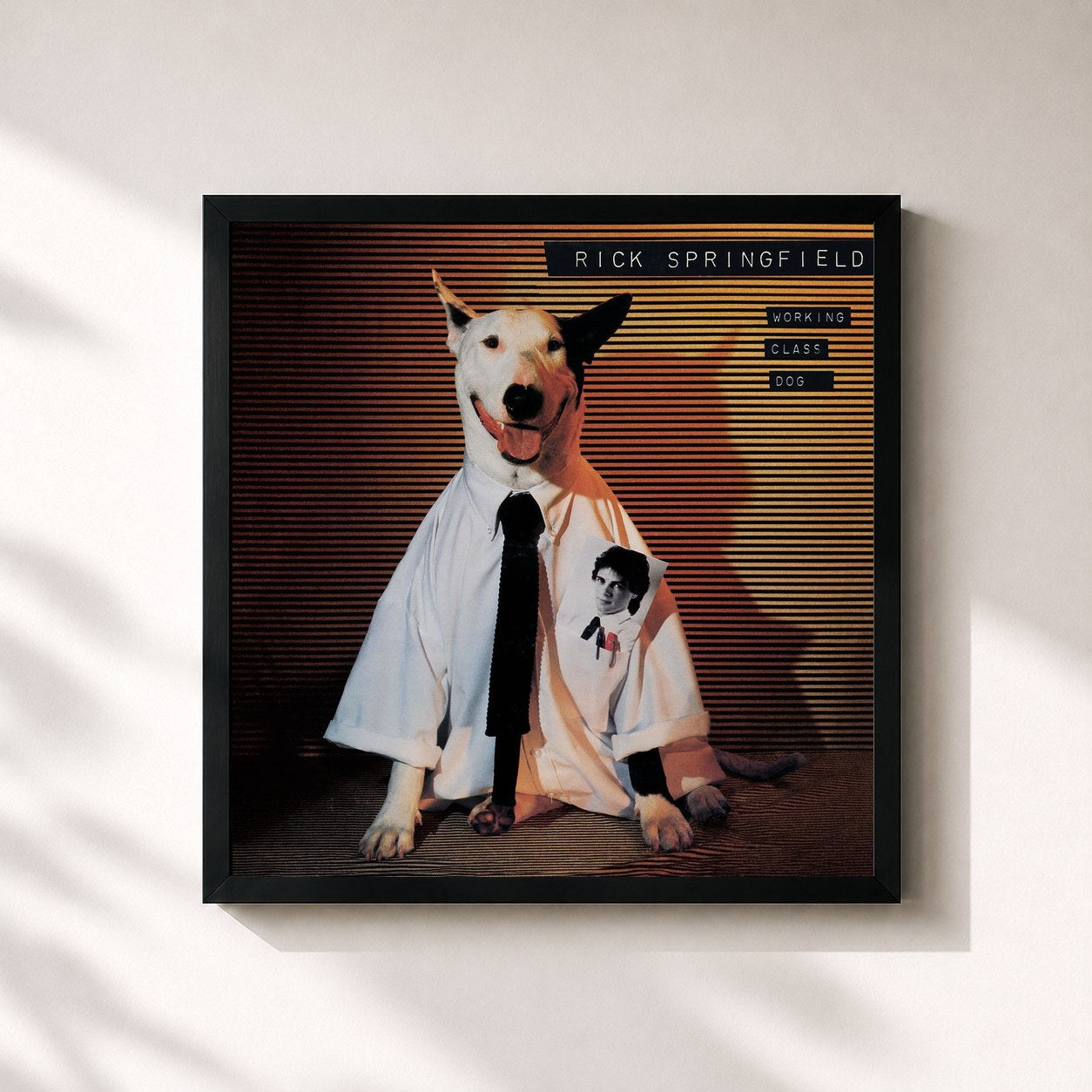 #noir Tableau carré de l'album Working Class Dog de Rick Springfield, cadre noir 32x32 cm