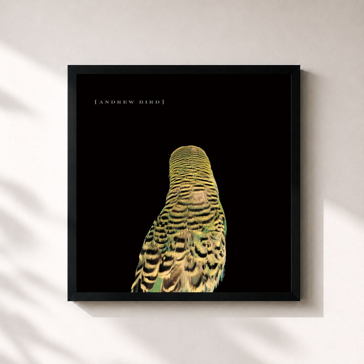 #noir Tableau carré de l'album Armchair Apocrypha de Andrew Bird, cadre noir 32x32 cm