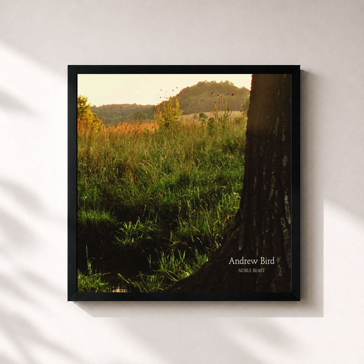 #noir Tableau carré de l'album Noble Beast de Andrew Bird, cadre noir 32x32 cm