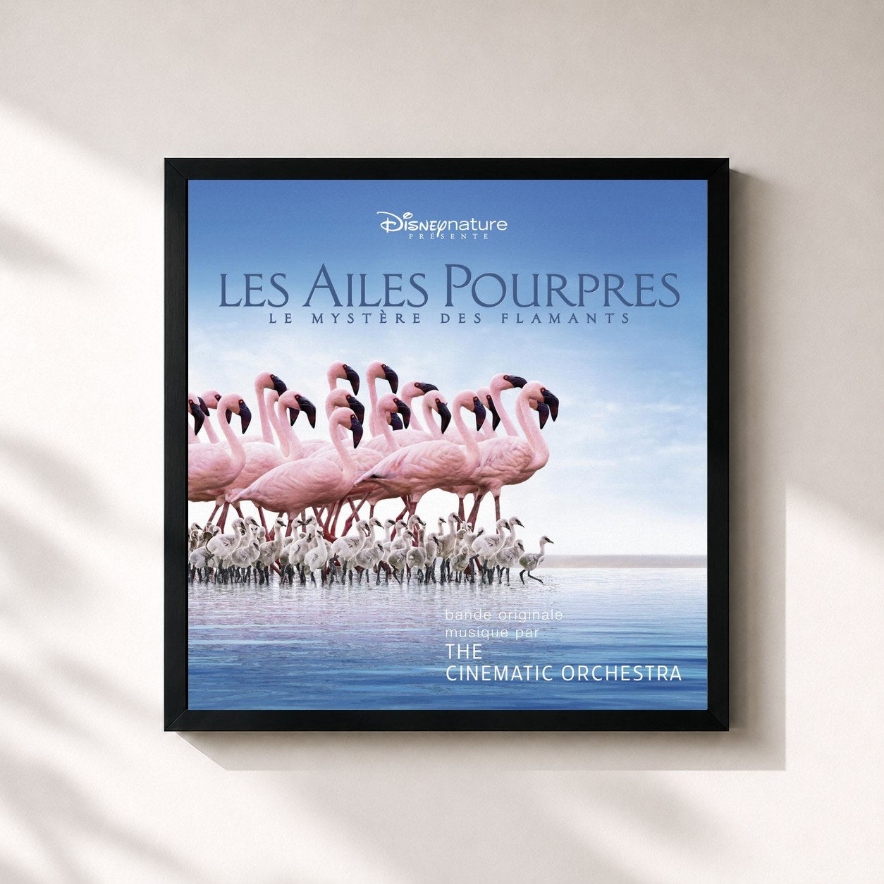 #noir Tableau carré de l'album The Crimson Wing: Mystery Of The Flamingos de The Cinematic Orchestra, cadre noir 32x32 cm