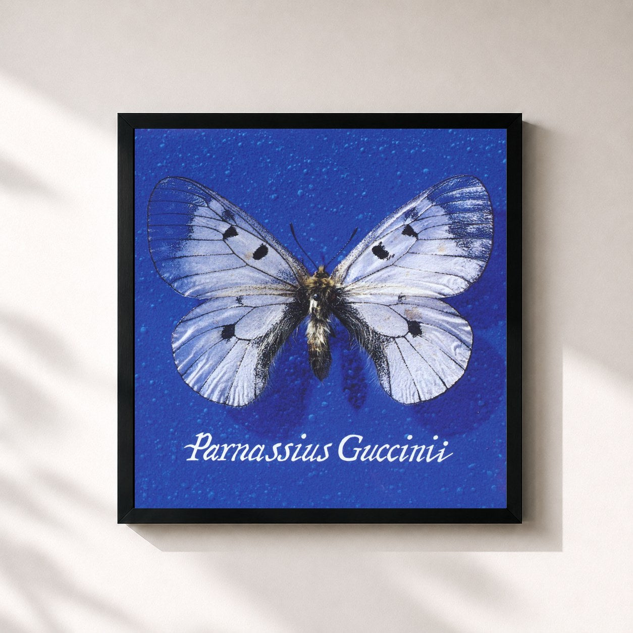 #noir Tableau carré de l'album Parnassius Guccinii de Francesco Guccini, cadre noir 32x32 cm